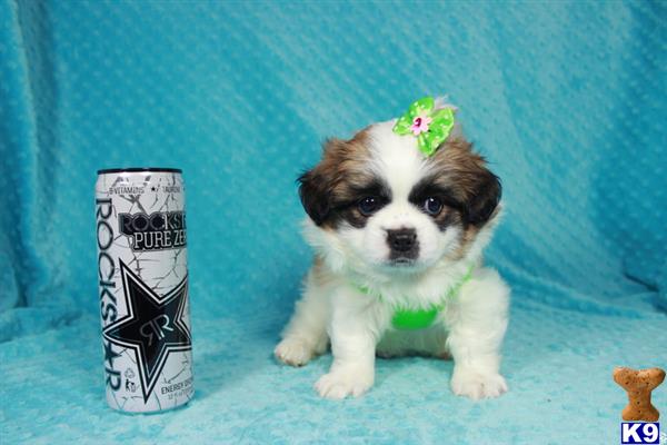 lvpuppyheaven Picture 1